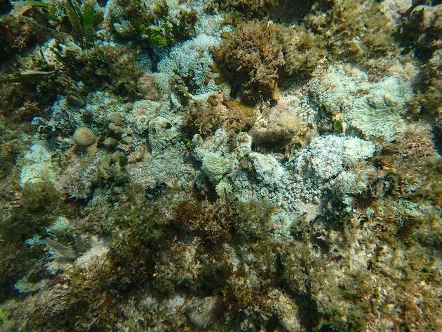 DRNA investiga distribución del octocoral invasor en la reserva natural de Caja de Muertos