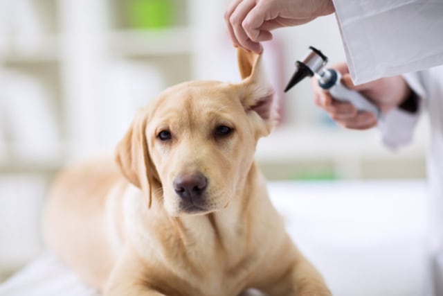 ¿Qué es la dermatitis atópica canina?