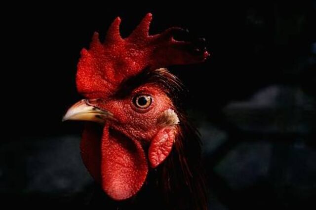 Mitad pollo-mitad humano: científicos crean extraño híbrido para entender mejor el desarrollo de la vida