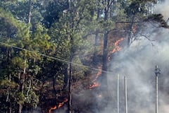 Industria de la madera en Honduras sobrevive entre incendios, tala ilegal y gorgojos