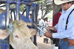 México libera 73.9 millones de moscas para frenar plaga del gusano barrenador del ganado
