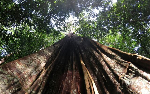Avión se estrella en la Amazonía brasileña