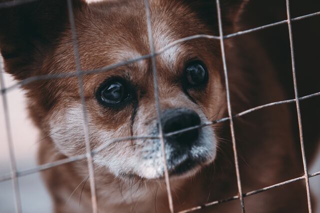 Investigan incidente de maltrato de animales en Las Piedras