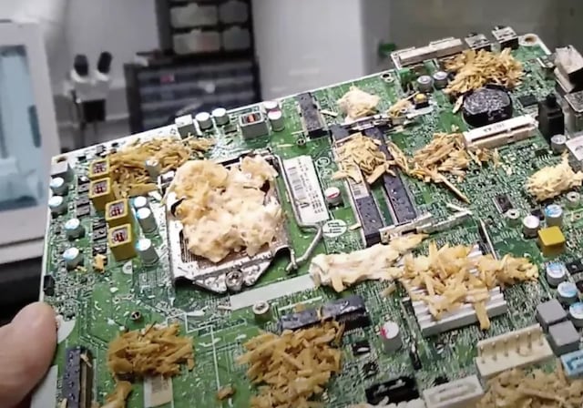Científicos fabrican computadora a partir de tejido vivo