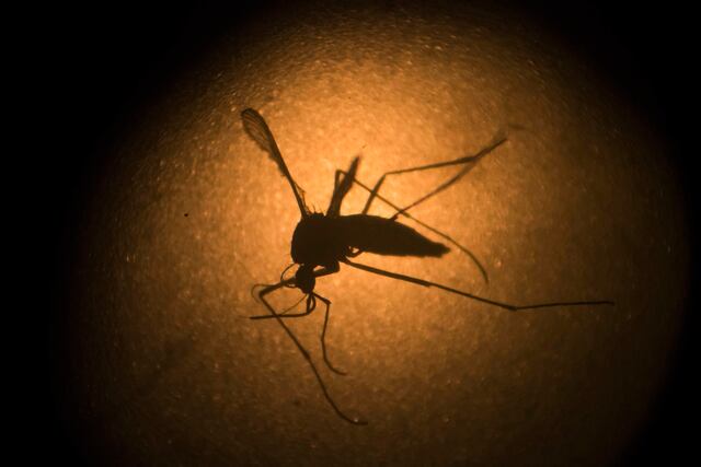 Sube a $30 millones costo combate del zika
