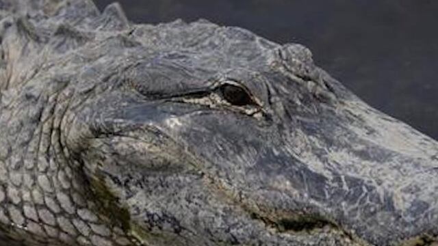 VIDEO: Caimán entra a piscina de Airbnb en Vega Baja y sorprende a turistas