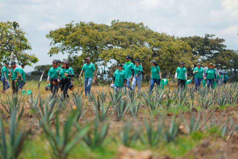 Un grupo de voluntarios participa en una jornada de plantación de árboles en campos de agave este 8 de agosto de 2026, en Ojo Zarco, municipio de Jesús María, en Jalisco (México). EFE/ Francisco Guasco