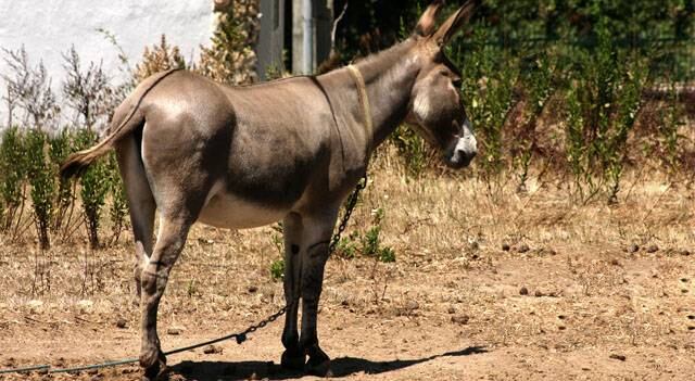 Quince adolescentes marroquíes contraen la rabia por practicar sexo con una burra