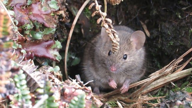 Buscan exterminar poblaciones de ratones en isla remota cerca de la Antártida