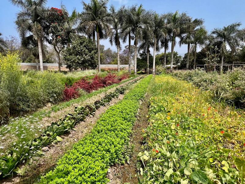 En los recorridos por el huerto se pueden observar cultivos de productos gourmet exclusivos para Marriott.