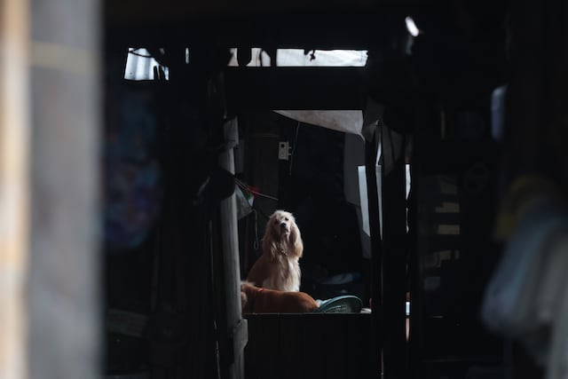 Perros afectan a la calidad del aire en interiores, revela estudio