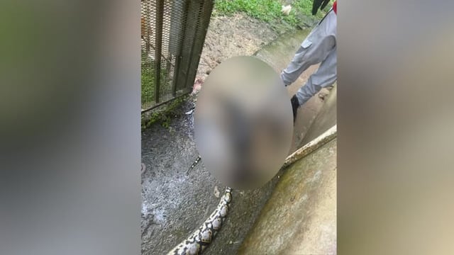 Cámara investigará protocolos para el manejo de culebras en Puerto Rico