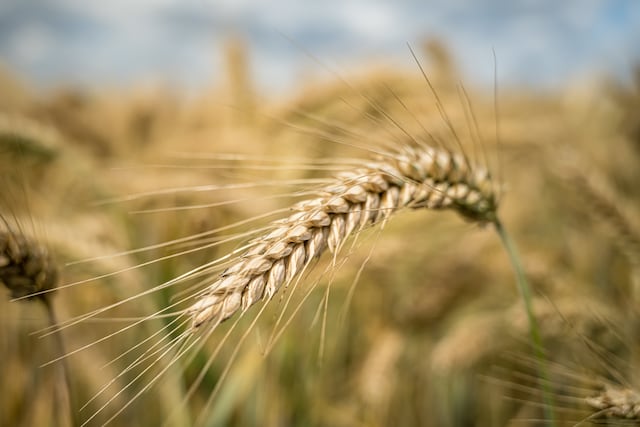 Cosechan las ventajas de la agricultura regenerativa