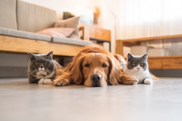 Estos son los alimentos que nunca debes darle a tus mascotas