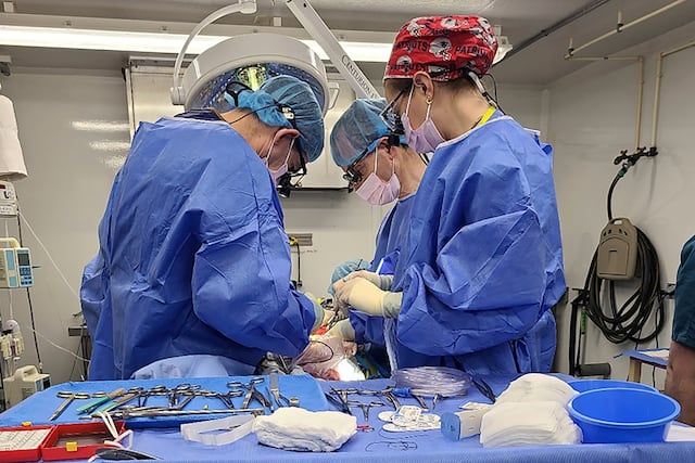 Confirman hígado de cerdo modificado genéticamente funciona conectado a un humano