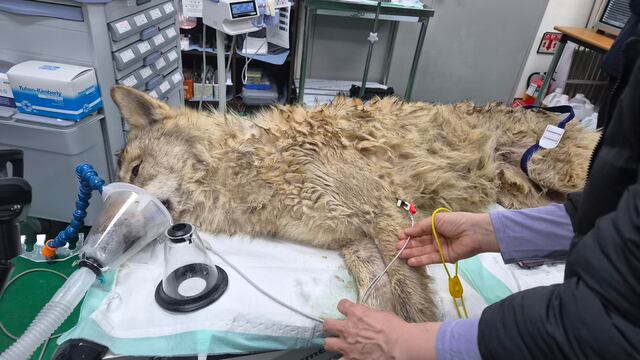 Capturan en Corea del Sur a lobo fugado tras nueve días de búsqueda