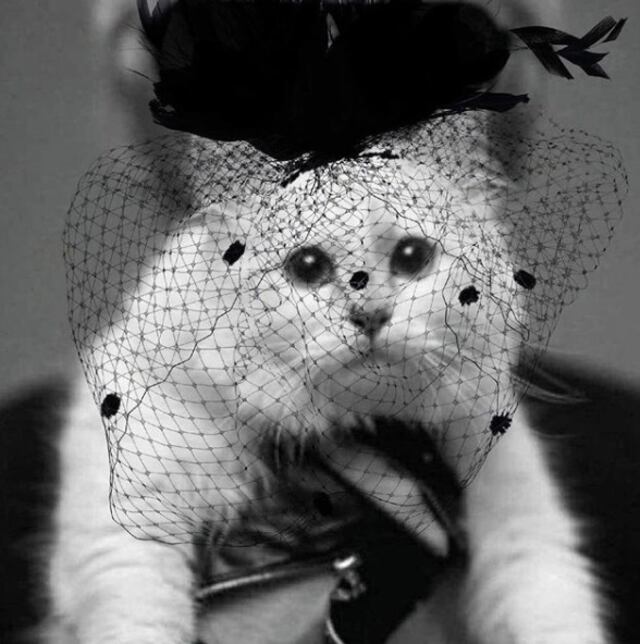 Gato de Lagerfeld "envía" mensaje a sus seguidores