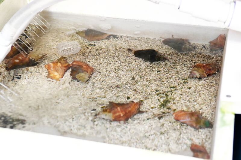 Proyecto Conservación con Conciencia. Naguabo. Metro PR 12 de abril de 2024