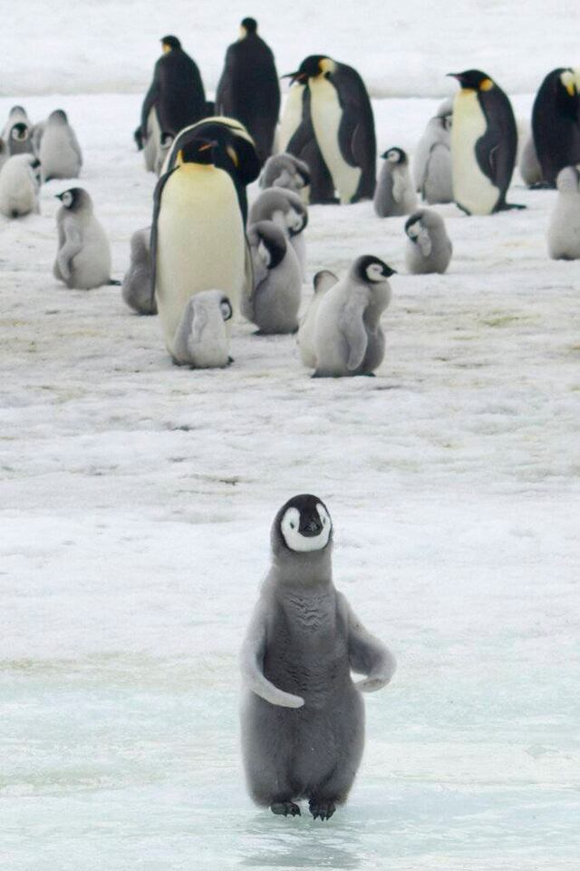 Cada vez nacen menos pingüinos emperador en zona de la Antártida