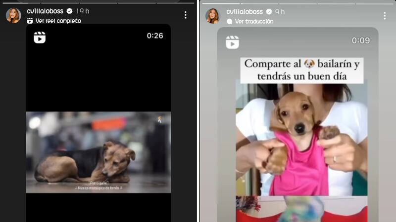 La actriz es una gran defensora de los derechos de los perros.