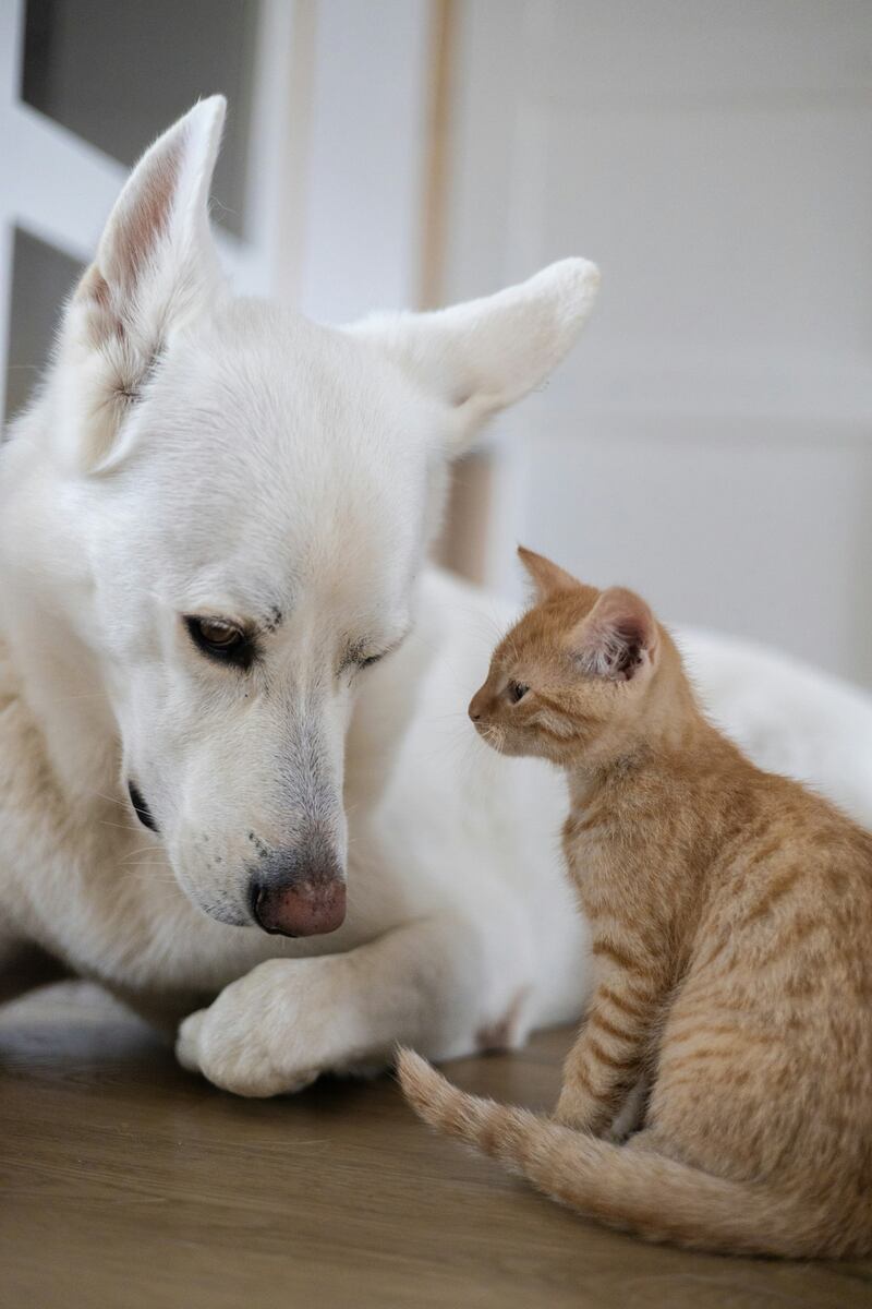 Foto: Pixabay