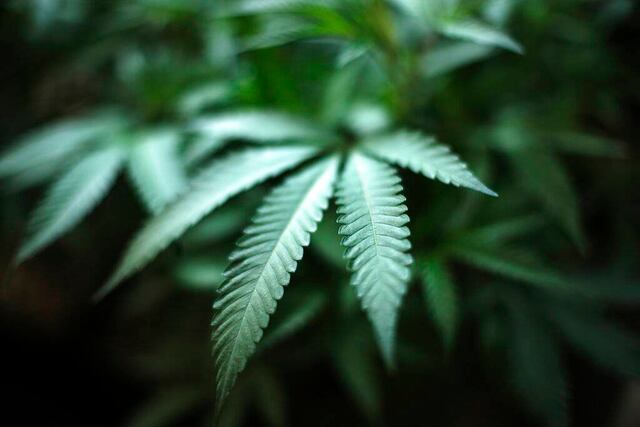 Estados Unidos emite advertencia contra uso de marihuana