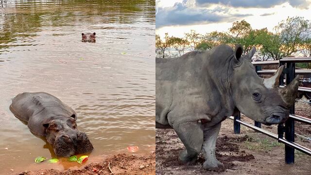 Felipe, Pipo y Cindy llegan a su nuevo hogar en Texas