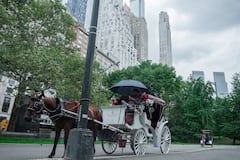A votación la prohibición de carruajes de caballos en Nueva York