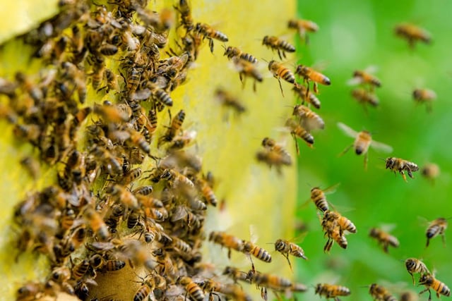 Anciana fue picada dos mil veces por un enjambre de abejas