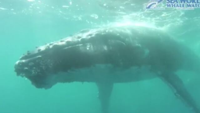 ​¡Asombroso! Así se ven las ballenas jorobadas captadas desde cerca