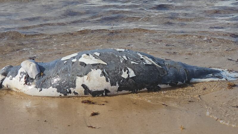 Un manatí fue encontrado sin vida en la playa de Vega Alta.