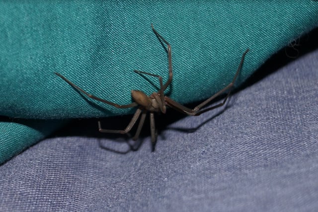 Conoce los daños a la salud provocados por la mordedura de una araña violinista
