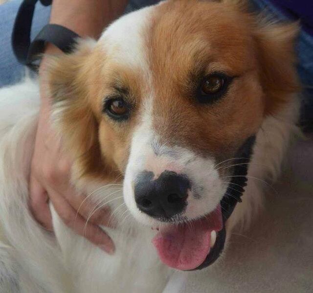 Celebran el lanzamiento de Puerto Rico Unido por los Animales