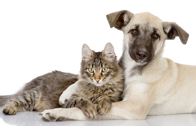 Enfermedad del gusano del corazón en perros y gatos es prevenible