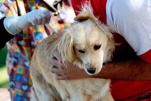 Discuten en vistas públicas la Ley del Registro de Mascotas y Vacunación contra la Rabia