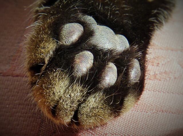 Muere el gato más gordo del mundo