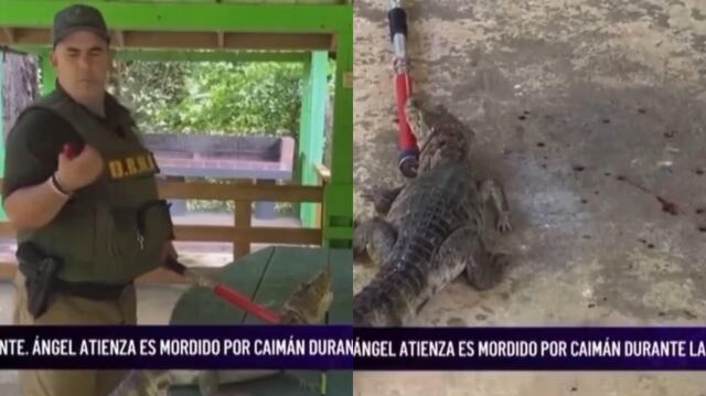 VIDEO: Caimán muerde a vigilante del DRNA en plena entrevista