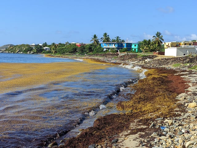Prevén aumento de sargazo en el Caribe durante el próximo mes