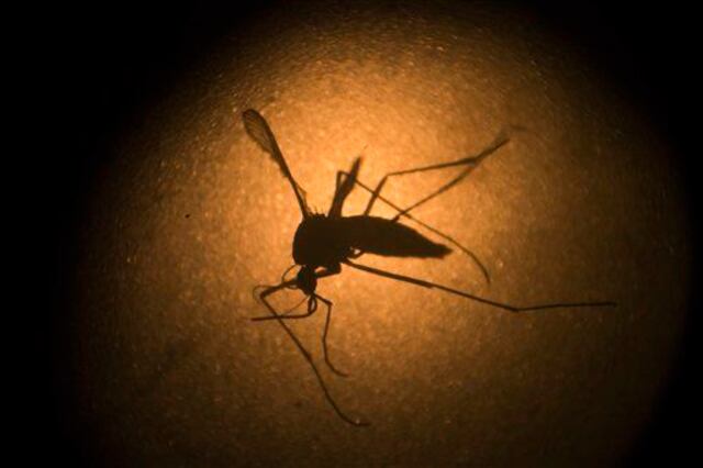 Más de 33 mil casos de virus del Zika en la isla