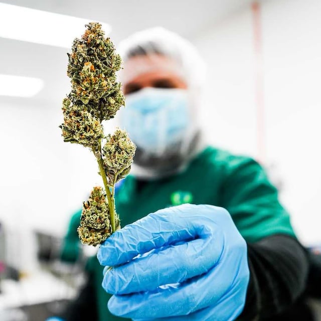 Dispensario de cannabis medicinal propone “empoderar” pacientes mediante educación