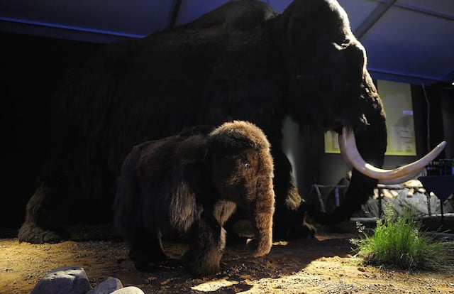 Proyecto de renacimiento pretende traer de vuelta a una cría de mamut en 2027