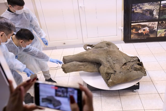 Hallan mamut bebé preservado desde hace 50,000 años en Siberia