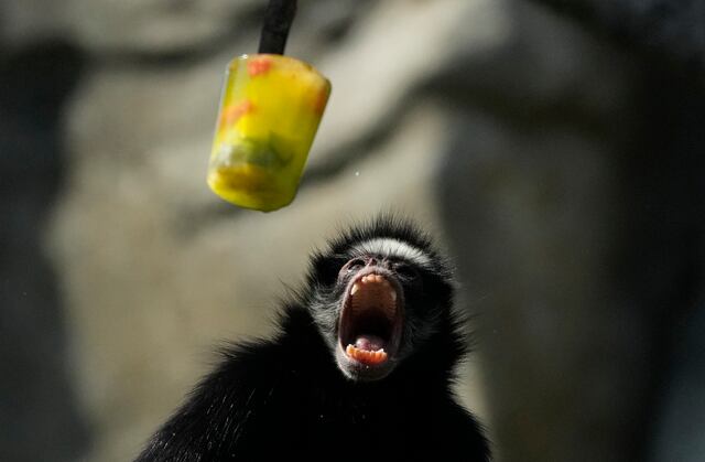 Con paletas heladas refrescan a los monos del zoológico de Río de Janeiro
