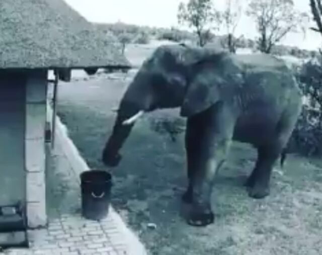 La acción de un elefante en Sudáfrica que se volvió viral porque da una lección a la humanidad