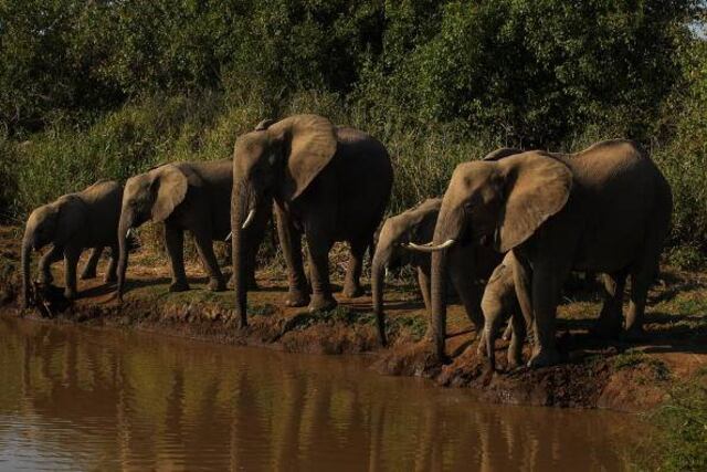 Muere un supuesto cazador furtivo pisoteado por elefantes en Sudáfrica: así fue cómo ocurrió