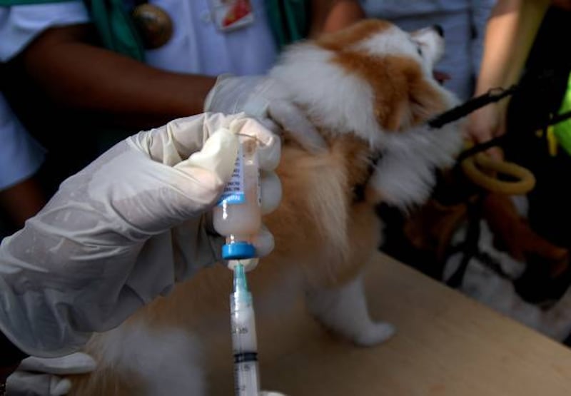¡Atención, pet lovers! Anuncian evento de vacunación gratuita contra la ...