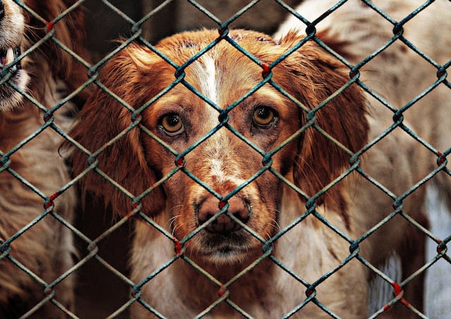 Autoridades intervienen con hombre que tenía más de 100 perros y gatos desnutridos en una residencia de Yauco