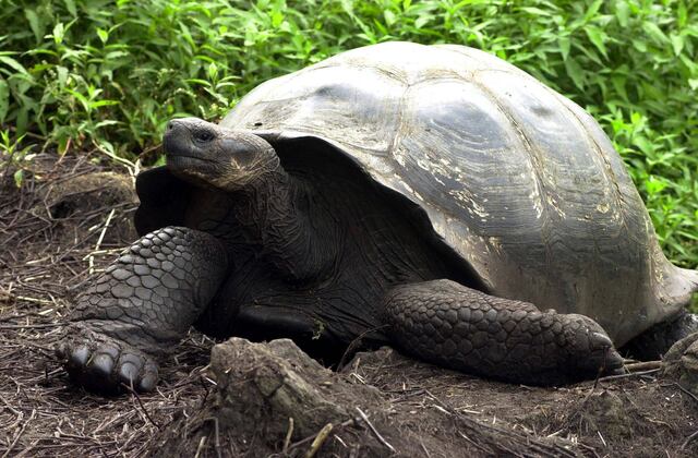 Luego de un siglo sin hacerlo, nacen nuevamente tortugas en Islas Galápagos