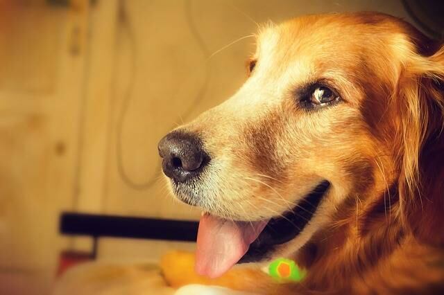 FOTO. Conoce al perro con “cara de humano” que causa furor en las redes