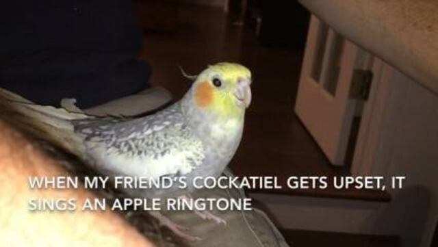 Cockatiel canta a la perfección